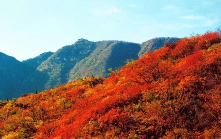 漫山紅葉秋意濃，嵩陽(yáng)煤機(jī)歡迎您！！！